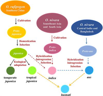 Understanding the Nature of Hybrid Sterility and Divergence of Asian Cultivated Rice